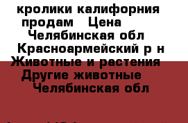 кролики калифорния  продам › Цена ­ 200 - Челябинская обл., Красноармейский р-н Животные и растения » Другие животные   . Челябинская обл.